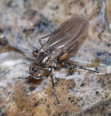 Campsicnemus philoctetes