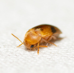 Diclidia