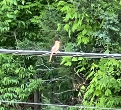 Cardinalis cardinalis