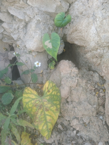 Image of Ipomoea aristolochiifolia by no rights reserved