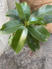 Ficus pertusa