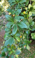 Berberis glaucocarpa