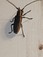 Saperda lateralis