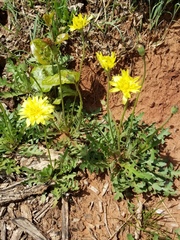 Pyrrhopappus grandiflorus