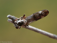 Nicocles
