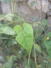 Ipomoea aristolochiifolia