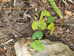Aristolochia fimbriata