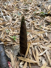Phyllostachys edulis
