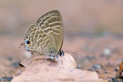 Nacaduba pactolus odon