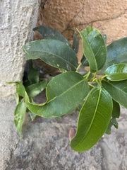 Ficus pertusa