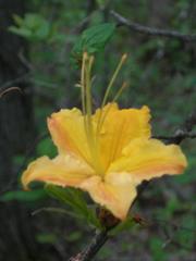 Rhododendron calendulaceum