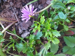 Brachyscome iberidifolia