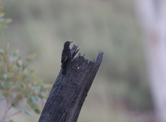 Climacteris melanurus