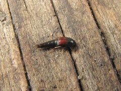 Sepedophilus littoreus