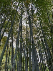 Phyllostachys edulis