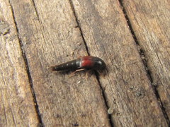 Sepedophilus littoreus