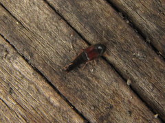 Sepedophilus littoreus