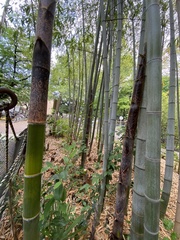 Phyllostachys edulis