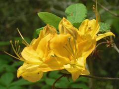 Rhododendron calendulaceum
