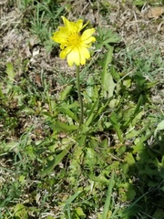 Pyrrhopappus grandiflorus