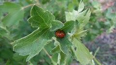 Hippodamia convergens