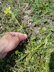 Pyrrhopappus grandiflorus