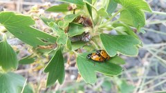 Hippodamia convergens
