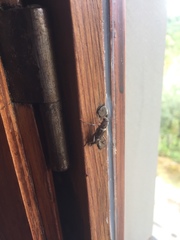 Xylotrechus smei