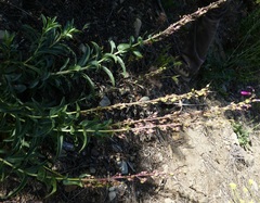 Penstemon × parishii