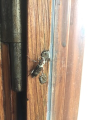 Xylotrechus smei