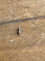 Salpingus bilunatus