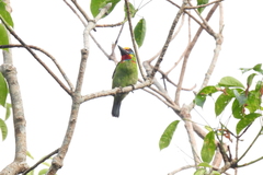 Psilopogon mystacophanos