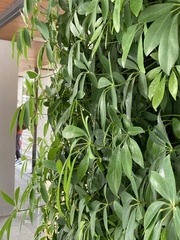 Heptapleurum arboricola