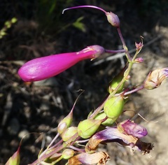 Penstemon × parishii