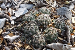 Coryphantha nickelsiae