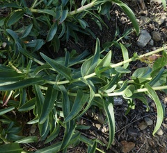 Penstemon × parishii