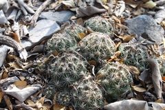 Coryphantha nickelsiae