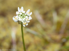 Teesdalia