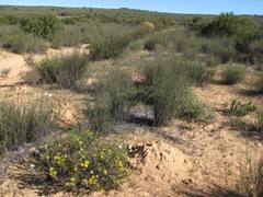 Cullumia micracantha