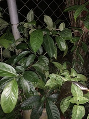 Brunfelsia grandiflora