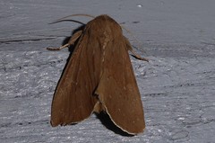 Ichneutica nullifera