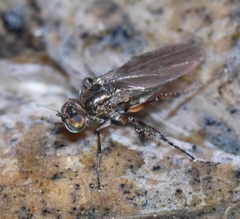 Campsicnemus philoctetes