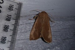 Ichneutica nullifera