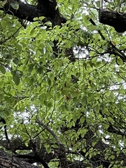 Terminalia mantaly