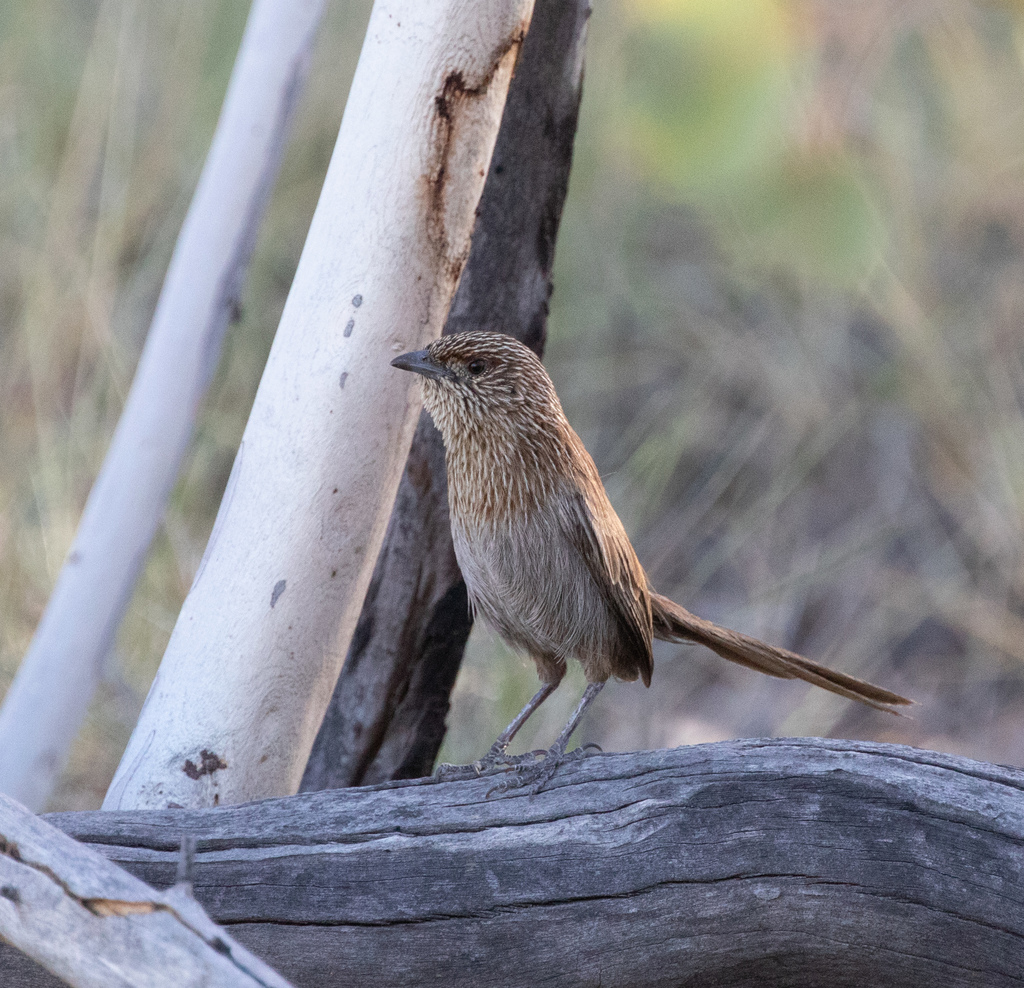 Kalkadoon Grasswren
