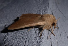 Ichneutica nullifera