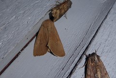 Ichneutica nullifera