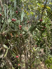 Opuntia dejecta