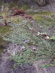 Lemmaphyllum microphyllum