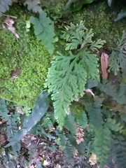 Selaginella delicatula